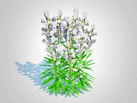 Campanula persicifolia Peach leaved bellflower White 3D Model