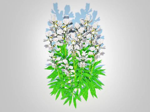 Campanula persicifolia Peach leaved bellflower White 3D Model