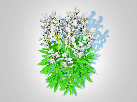 Campanula persicifolia Peach leaved bellflower White 3D Model