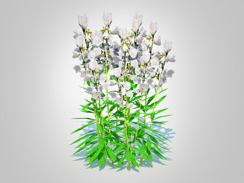 Campanula persicifolia Peach leaved bellflower White Modelo 3D