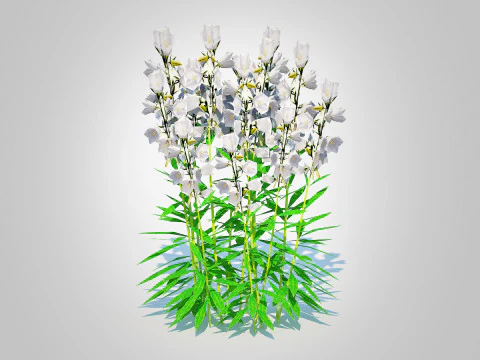 Campanula persicifolia Peach leaved bellflower White 3D Model