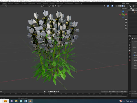 Campanula persicifolia Peach leaved bellflower White 3D Model