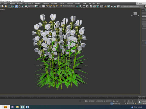 Campanula persicifolia Peach leaved bellflower White 3D Model