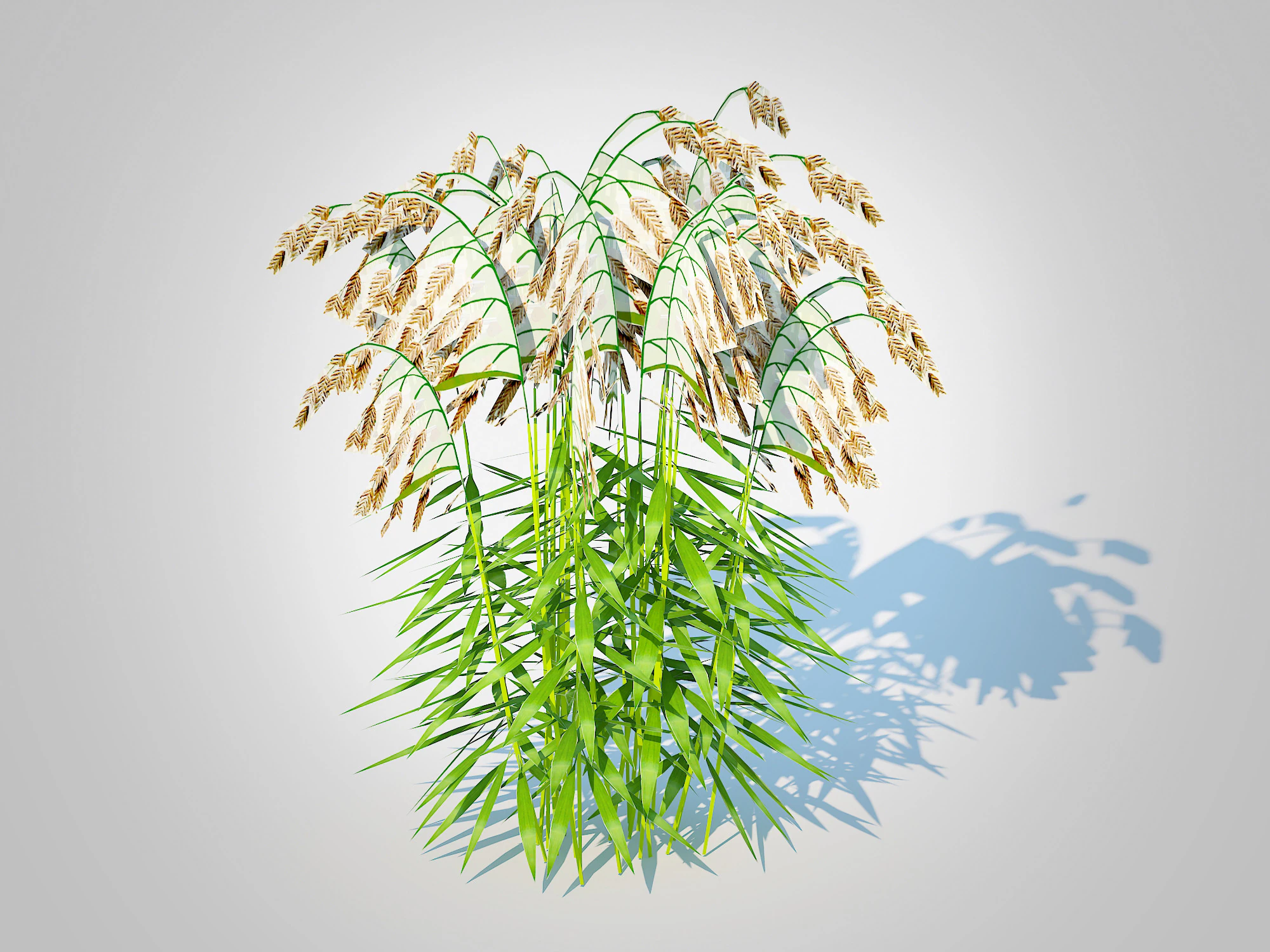 Chasmanthium latifolium Northern Sea Oats 3D Model .c4d .max .obj .3ds .fbx .stl .blend 