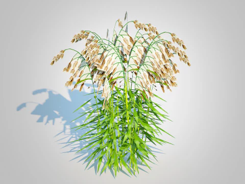 Chasmanthium latifolium Northern Sea Oats 3D Model