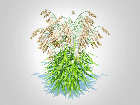 Chasmanthium latifolium Northern Sea Oats 3D Model