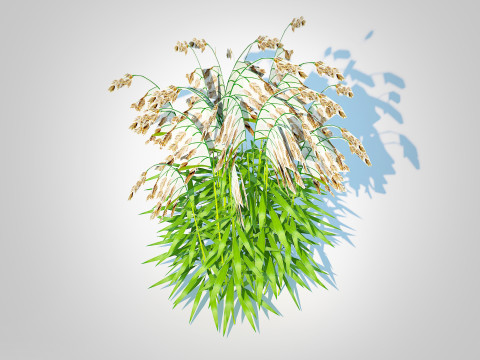 Chasmanthium latifolium Northern Sea Oats Modelo 3D