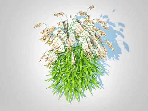 Chasmanthium latifolium Northern Sea Oats 3D Model