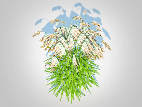 Chasmanthium latifolium Northern Sea Oats 3D Model