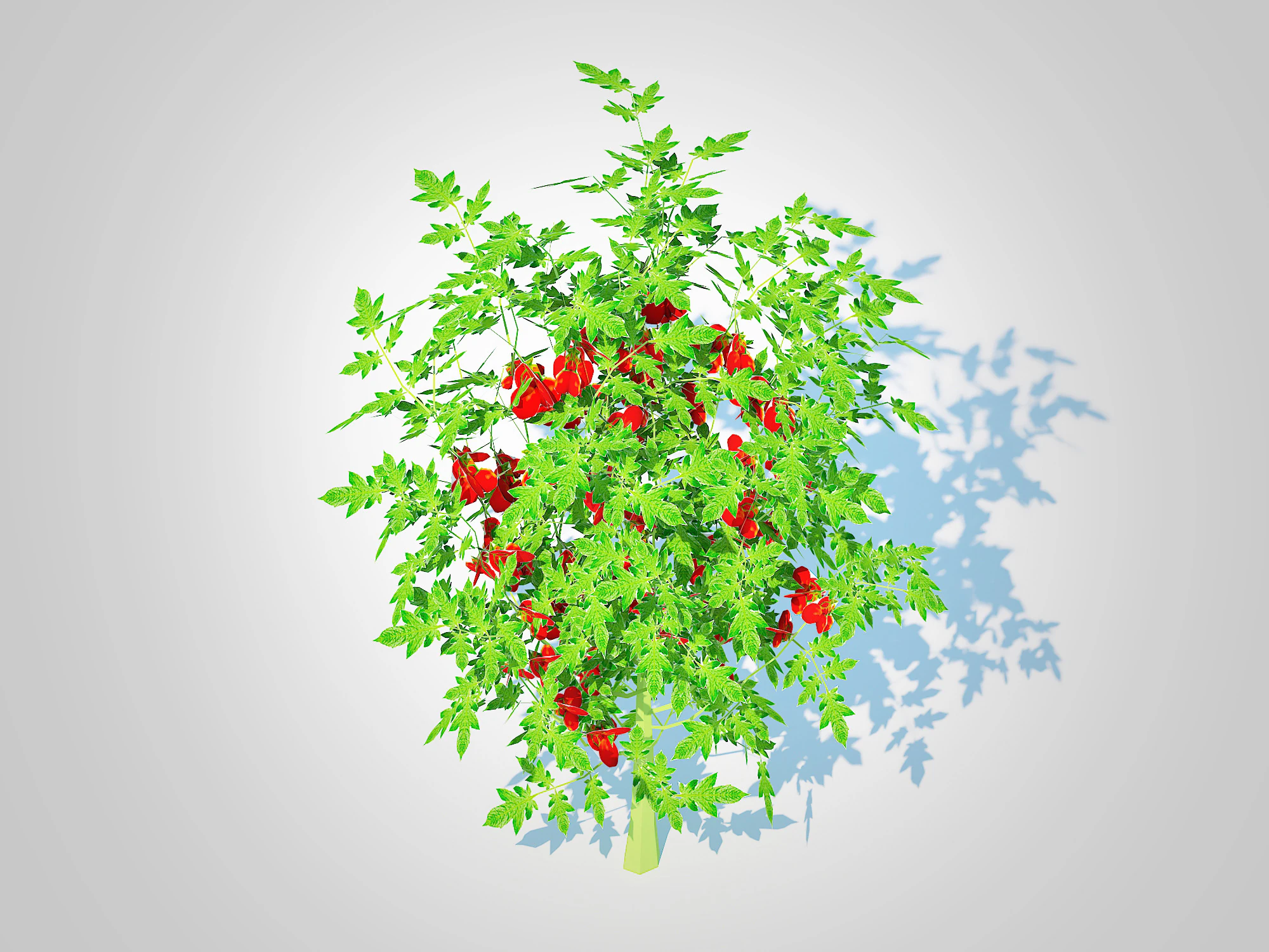 Cherry Tomato 3D Model .c4d .max .obj .3ds .fbx .stl .blend 