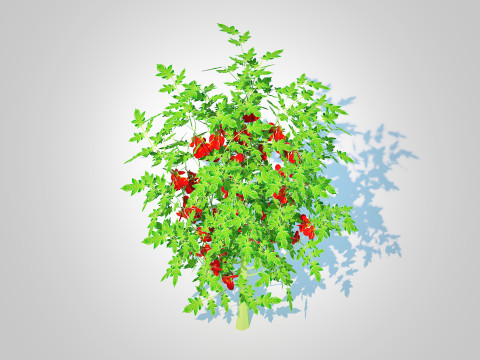 Cherry Tomato 3D Model
