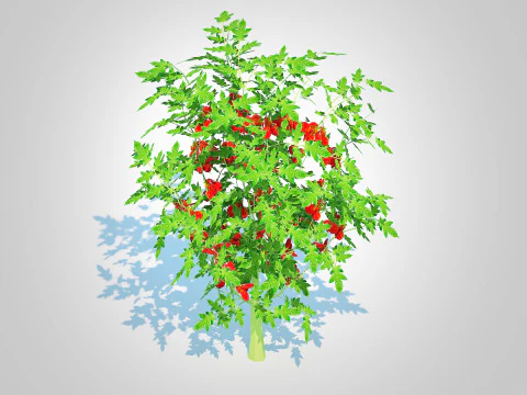 Cherry Tomato 3D Model