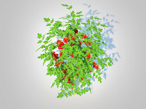 Cherry Tomato 3D Model