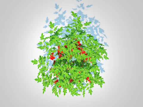 Cherry Tomato 3D Model