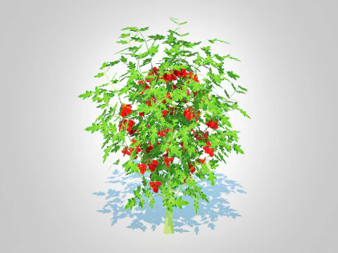 Cherry Tomato 3D Model