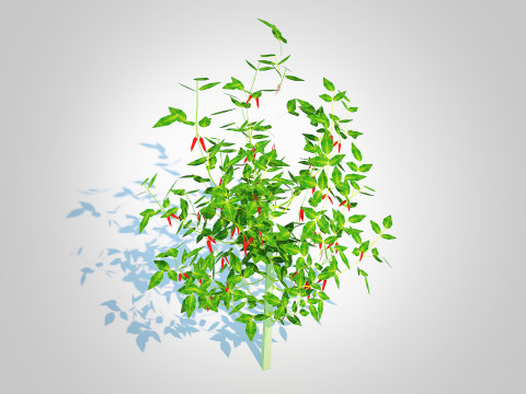 Chilli Pepper-red 3D-Modell