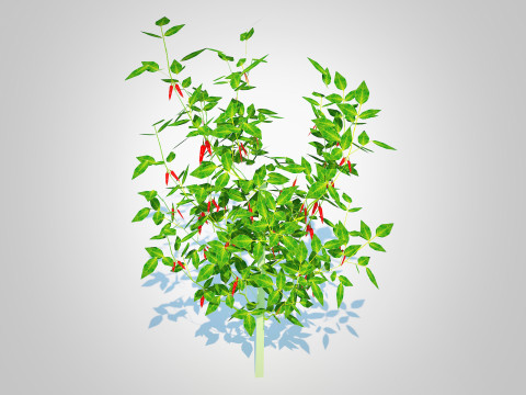 Chilli Pepper-red 3D-Modell