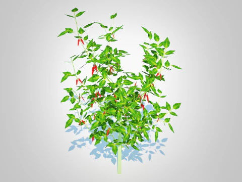 Chilli Pepper-red 3D Model