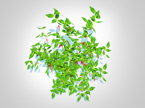Chilli Pepper-red 3D-Modell