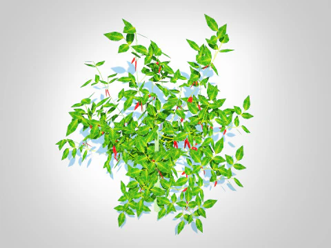 Chilli Pepper-red 3D Model