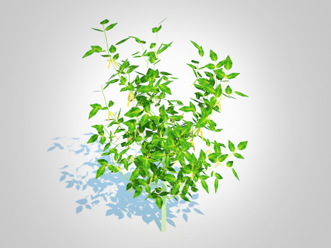 Chilli Pepper-yellow 3D Model