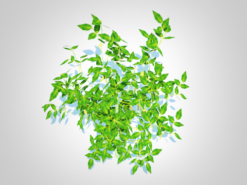 Chilli Pepper-yellow 3D Model