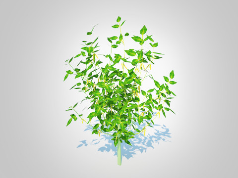 Chilli Pepper-yellow 3D Model