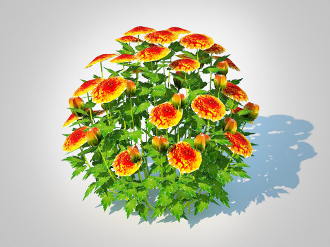 Chrysanthemum - Hardy Mum orange 3Dモデル