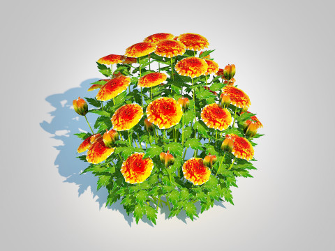 Chrysanthemum - Hardy Mum orange Model 3D