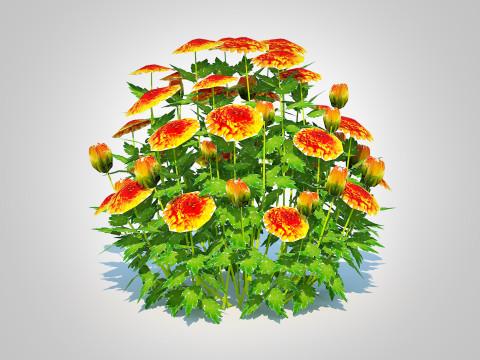 Chrysanthemum - Hardy Mum orange Model 3D