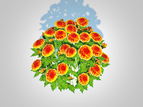 Chrysanthemum - Hardy Mum orange Model 3D