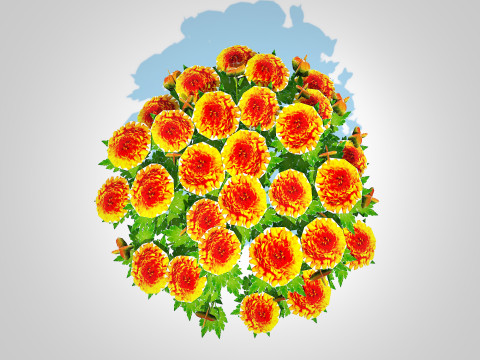 Chrysanthemum - Hardy Mum orange Model 3D