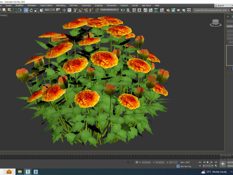 Chrysanthemum - Hardy Mum orange Model 3D