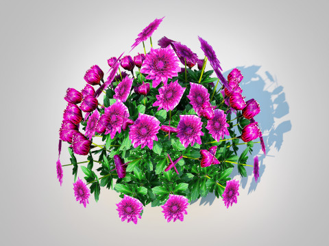 Chrysanthemum - Hardy Mum purple 3D Model