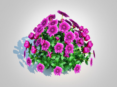 Chrysanthemum - Hardy Mum purple 3D Model