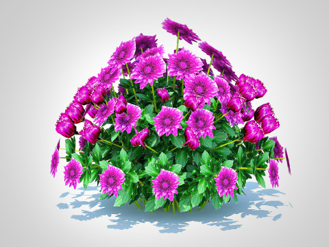 Chrysanthemum - Hardy Mum purple 3D Model