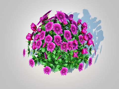 Chrysanthemum - Hardy Mum purple 3D Model