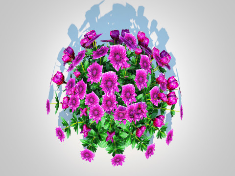 Chrysanthemum - Hardy Mum purple 3D Model
