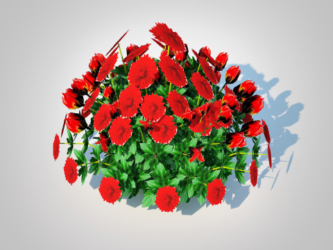 Chrysanthemum - Hardy Mum red 3D Model