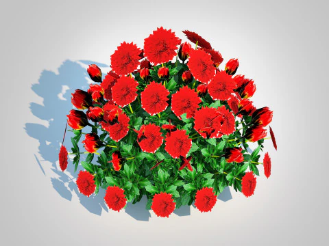 Chrysanthemum - Hardy Mum red 3D Model