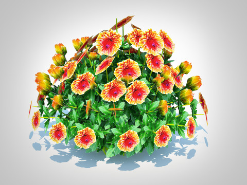 Chrysanthemum - Hardy Mum rust 3D-Modell
