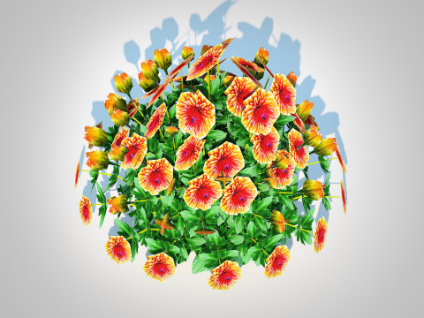 Chrysanthemum - Hardy Mum rust 3D-Modell