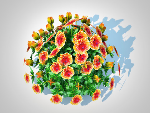 Chrysanthemum - Hardy Mum rust 3D-Modell