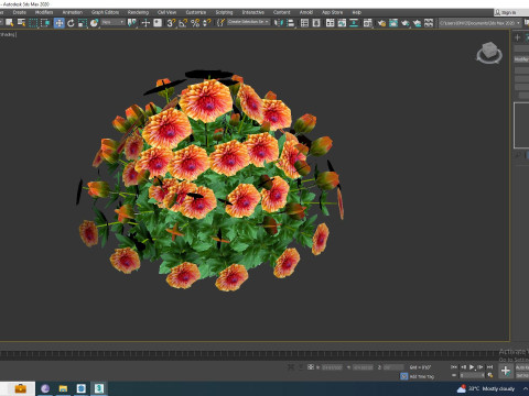 Chrysanthemum - Hardy Mum rust 3D-Modell