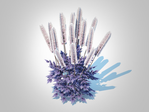 Cimicifuga racemosa Brunette - Bugbane Modelo 3D