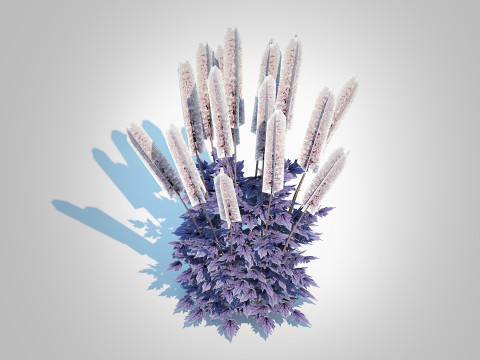 Cimicifuga racemosa Brunette - Bugbane 3D Model