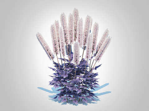 Cimicifuga racemosa Brunette - Bugbane 3D Model