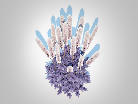 Cimicifuga racemosa Brunette - Bugbane 3D Model