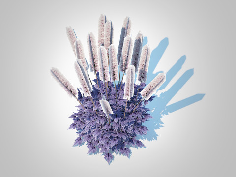 Cimicifuga racemosa Brunette - Bugbane 3D Model