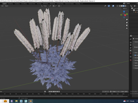 Cimicifuga racemosa Brunette - Bugbane 3D Model